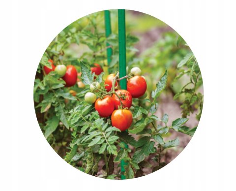 Podpora tyczka palik GRUBSZE 1,6CM do pomidorów roślin 150cm 10s BRADAS