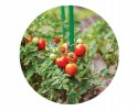 Podpora tyczka palik do pomidorów roślin BRADAS 1,6 cm x 120 cm - 10 sztuk